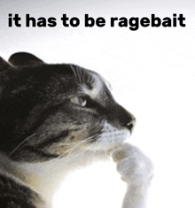 a picture of a cat with the words it has to be ragebait