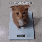 a kitten is standing on a scale with the words hi gramy cobici written above it