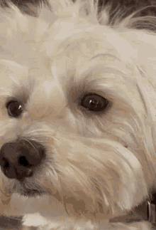 Dog Maltese GIF - Dog Maltese Maltese Puppy GIFs