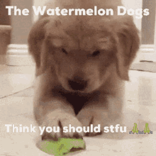 Watermelon Dogs GIF - Watermelon Dogs GIFs