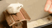 Hamster Jumping GIF - Hamster Jumping Come On GIFs