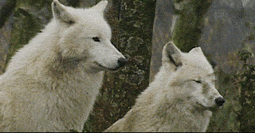 [Image: couple-wolf.gif]