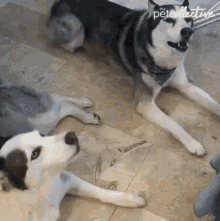 Howl The Pet Collective GIF - Howl The Pet Collective Husky GIFs