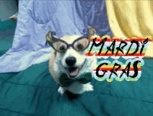 Dog Mardi Gras GIF - Dog Mardi Gras GIFs
