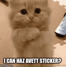 avett stickers i can haz avett stickers cat begging