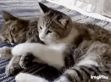 Cat Cuddles Cat Hugs GIF