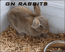 Gn Rabbit GIF