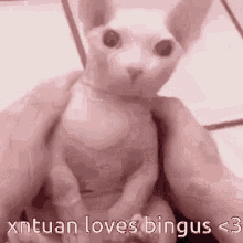Bingus Bongus GIF - Bingus Bongus Cat GIFs