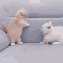 Kitten Battle GIF - Kitten Battle Kitten Battle GIFs