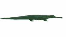 gavial gharial crocodile low poly gharial low poly croc