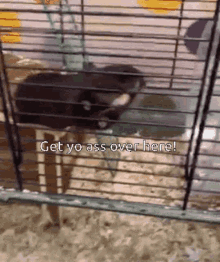 Gerbil Come Over Here GIF - Gerbil Come Over Here Cmere GIFs