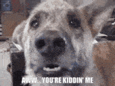 a close up of a dog 's face with the words aww you 're kiddin ' me written below it