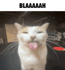 Blaaaaah Blaaaaah Cat GIF - Blaaaaah Blaaaaah Cat Blah GIFs