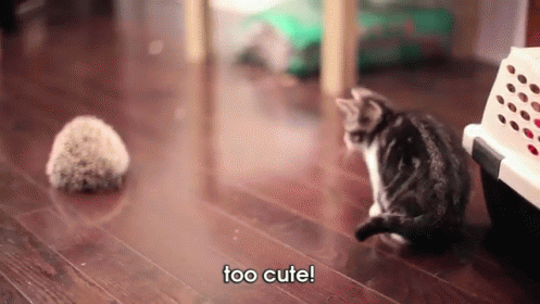 Funny And Cute Animal Videos GIFs | Tenor
