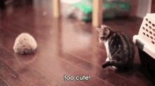 Kitten Meets Hedgehog - So Cute! GIF - Animals Videos Cute GIFs