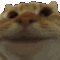 a close up of a cat 's face with a blurred background .