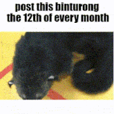 a picture of a black cat with the words post this binturong the 12th of every month
