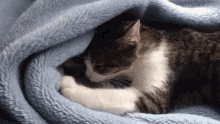 モミモミ　猫　もみもみ　かわいい　ごろごろ　可愛い GIF - Momi Momi Neko Cat GIFs