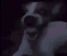 Dog Scary GIF - Dog Scary GIFs