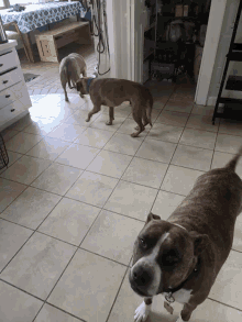 Dogs Cute GIF - Dogs Cute Wag Tail GIFs