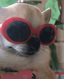 Chihuahua Perrito GIF