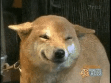 Dog Squinting GIF - Dog Squinting Smile GIFs