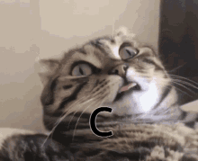 Cat Cat C GIF - Cat Cat C C Cat GIFs