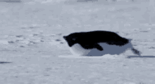 Pinguin Rutschbahn GIF