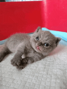 a gray kitten is laying on a white blanket with its tongue sticking out .