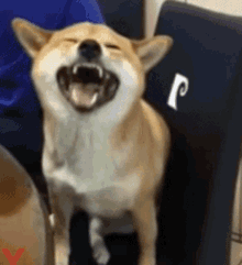 Sneeze Dog GIF - Sneeze Dog Cute Dog GIFs