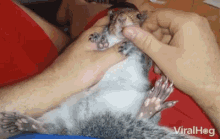 a squirrel is being petted by a person and the squirrel 's paws are visible in the viralhog video