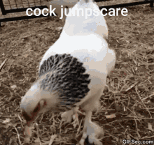 Cock Jumpscare Cock GIF - Cock Jumpscare Cock Jumpscare GIFs