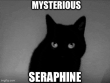 Hello Seraphine Noir Hello Black Cat GIF