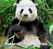 Yusuf Panda GIF - Yusuf Panda Panda Yusuf GIFs