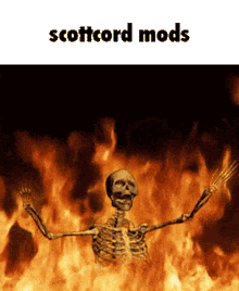 Scottcord Mods GIF - Scottcord Mods GIFs