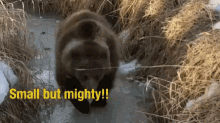 Bear Small But Mighty GIF