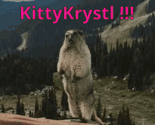Kittykrystl Yell GIF - Kittykrystl Kitty Yell GIFs