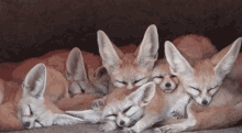 Cuddlepude Fox GIF