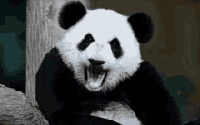 Panda Hi GIF - Panda Hi Greetings GIFs