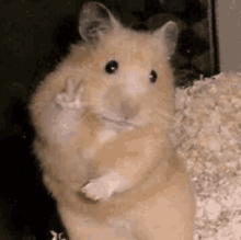 GIF
