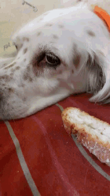 Dog Doggo GIF - Dog Doggo Bread GIFs