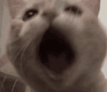 Cat Scream GIF - Cat Scream GIFs
