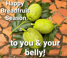 Breadfruit Barbados GIF - Breadfruit Barbados Season To Be Merry GIFs