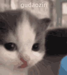 Gudaozin Cute Cat GIF