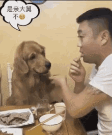 金毛犬 狗 可爱 恶搞 GIF - Golden Retriever Dog Cute GIFs