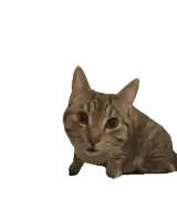 a close up of a cat looking at the camera with a white background
