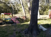 a small white dog sitting under a tree in a park