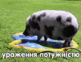 a pig is standing in a sprinkler in the grass .