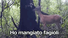 Cerbiatto Cervo Fagioli Scorreggia Scorreggiare GIF - Fawn Deer Fart GIFs