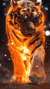 a tiger is walking in the dark with a glowing paw